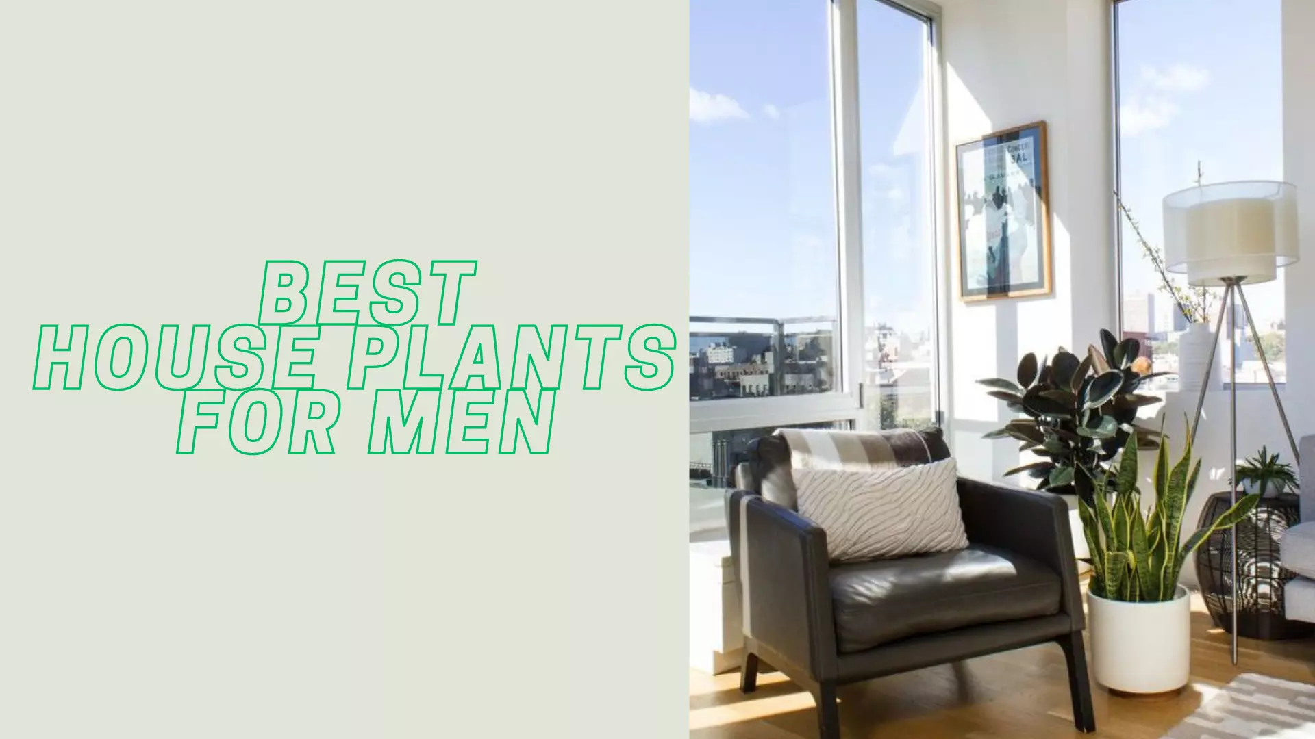 Top 10 Easy Care Masculine Plants For Men